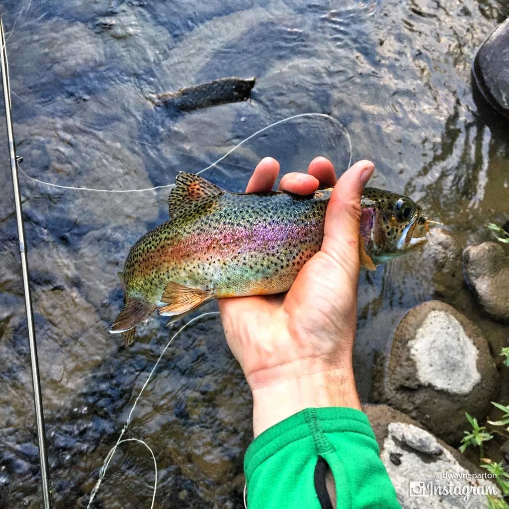 first_rainbow_trout_on_gallatin_river