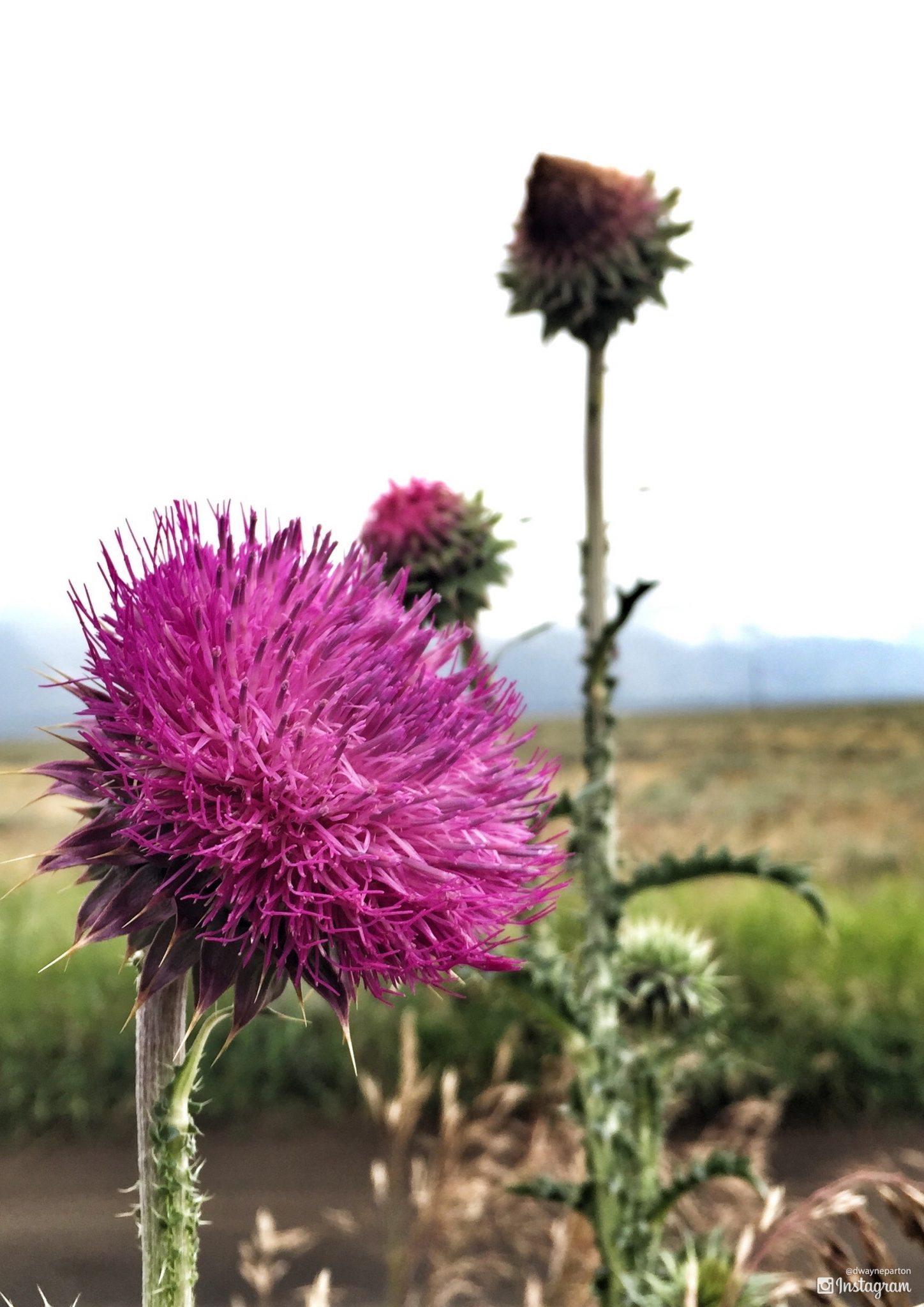 purple_thistle