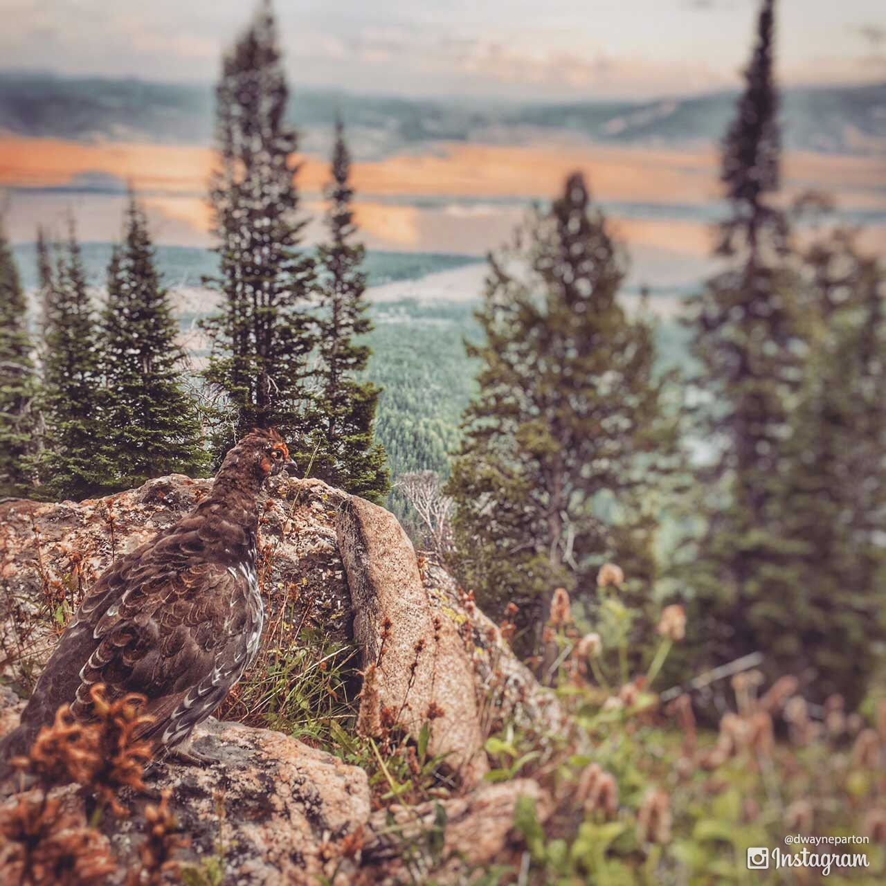 a_pheasant_on_the_trail