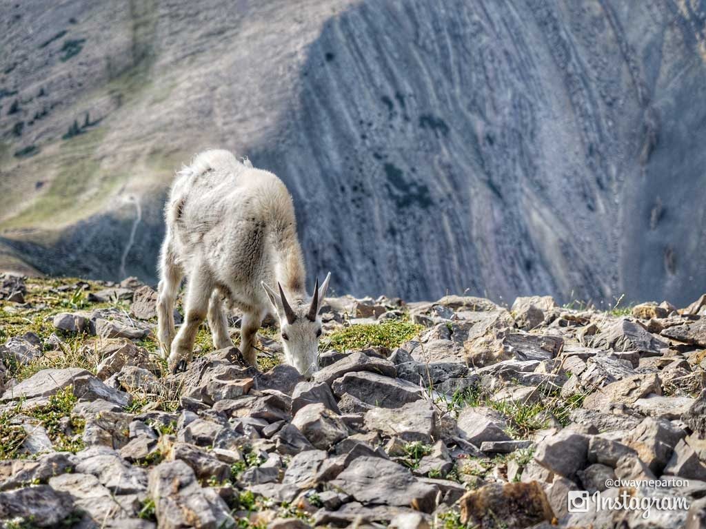 mountain_goats_sacajawea_peak_1