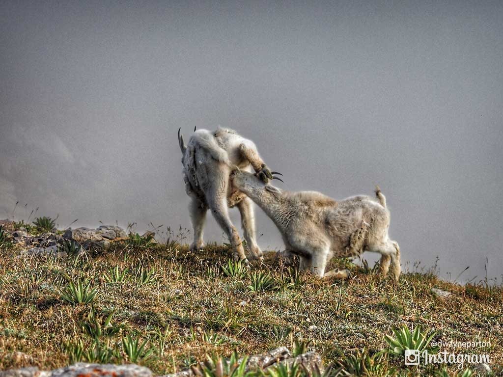 mountain_goats_sacajawea_peak_2