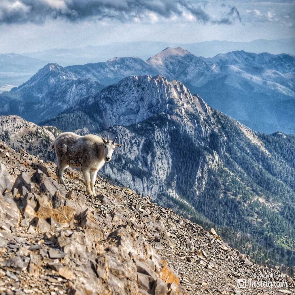 mountain_goats_sacajawea_peak_3