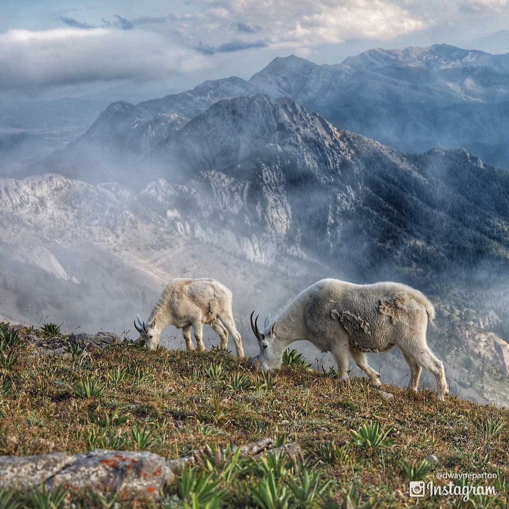 mountain_goats_sacajawea_peak_4