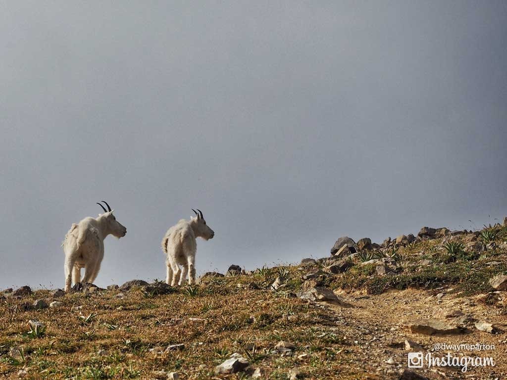 mountain_goats_sacajawea_peak_5