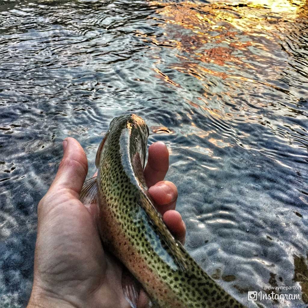 releasing_my_first_trout