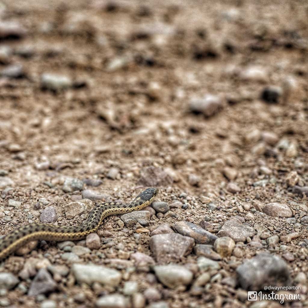 snake_on_the_road