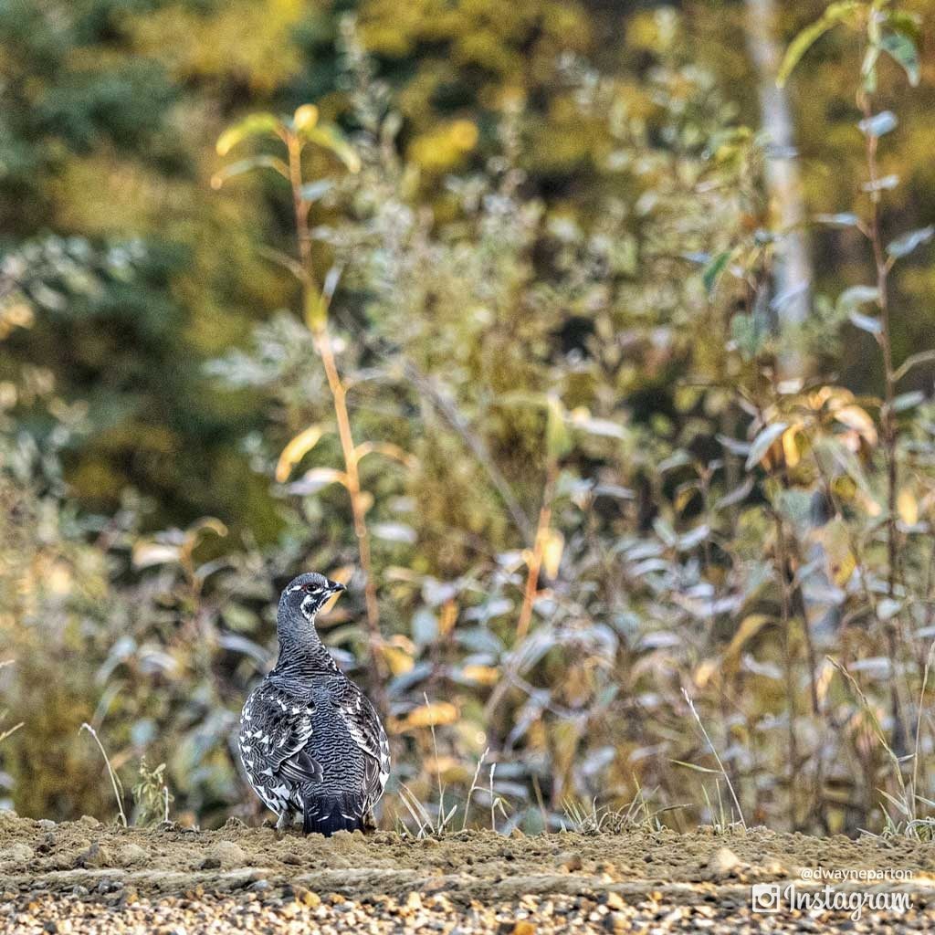 a_ptarmigan