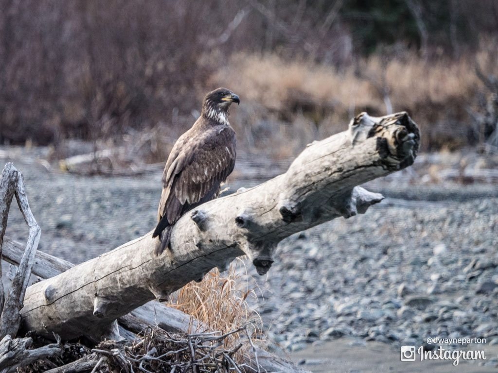 Golden Eagle on Eagle River