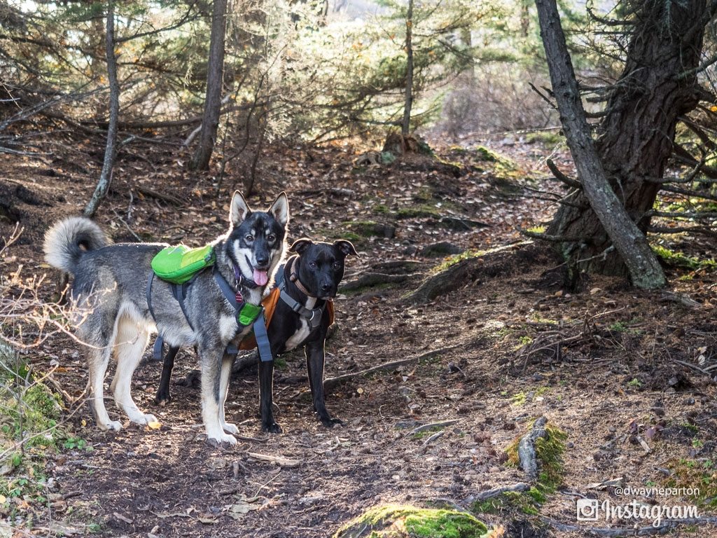 Bobby and Freija on Trail