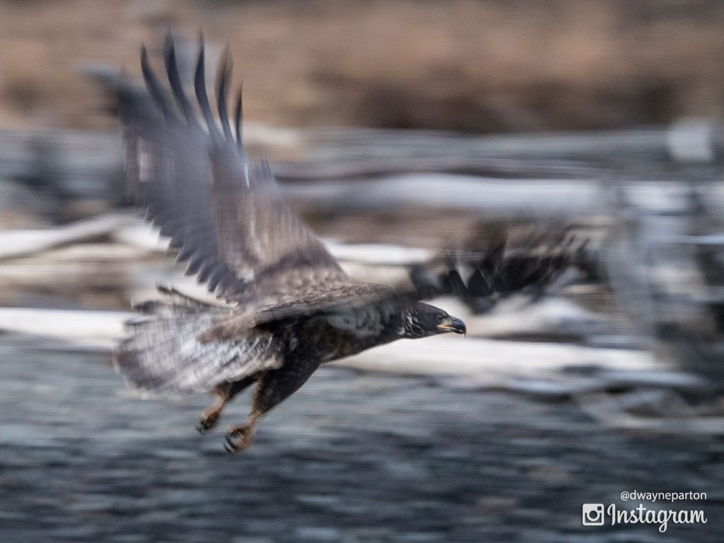 Golden Eagle in Flight