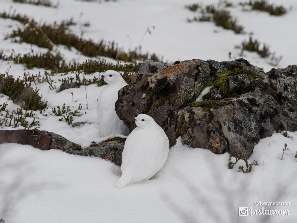 Snow White Ptarmigans