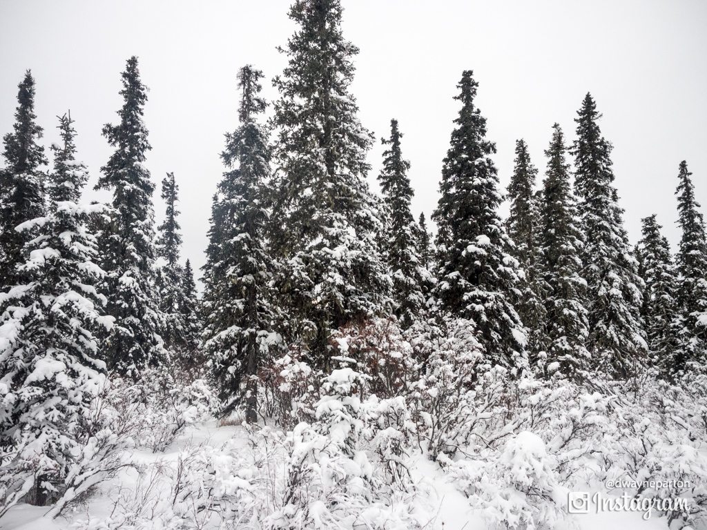 Alpine Forest