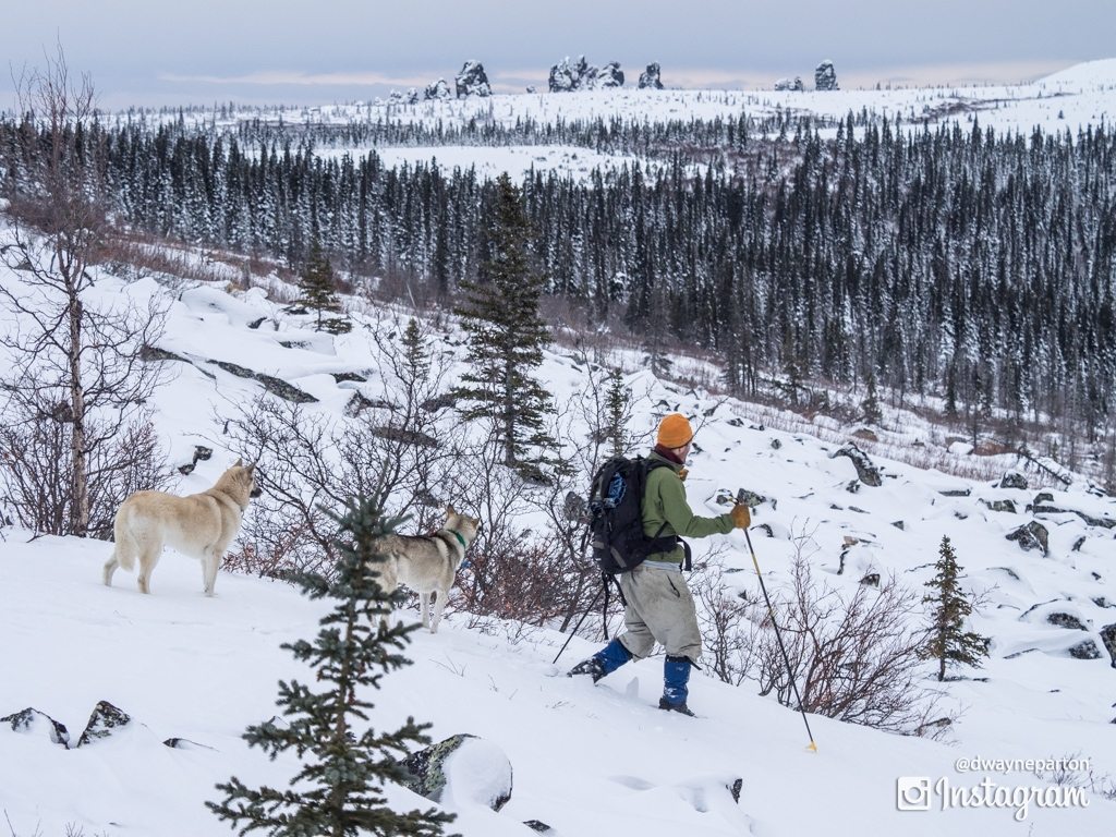 Liam, Sheba, and Taggish in view of Dino-tors