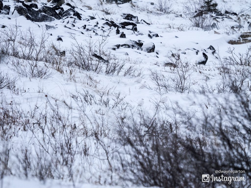 Hidden Ptarmigan