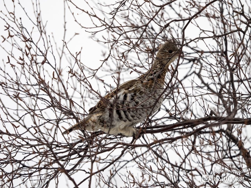 Grouse in Tree on Granite Tors Trail