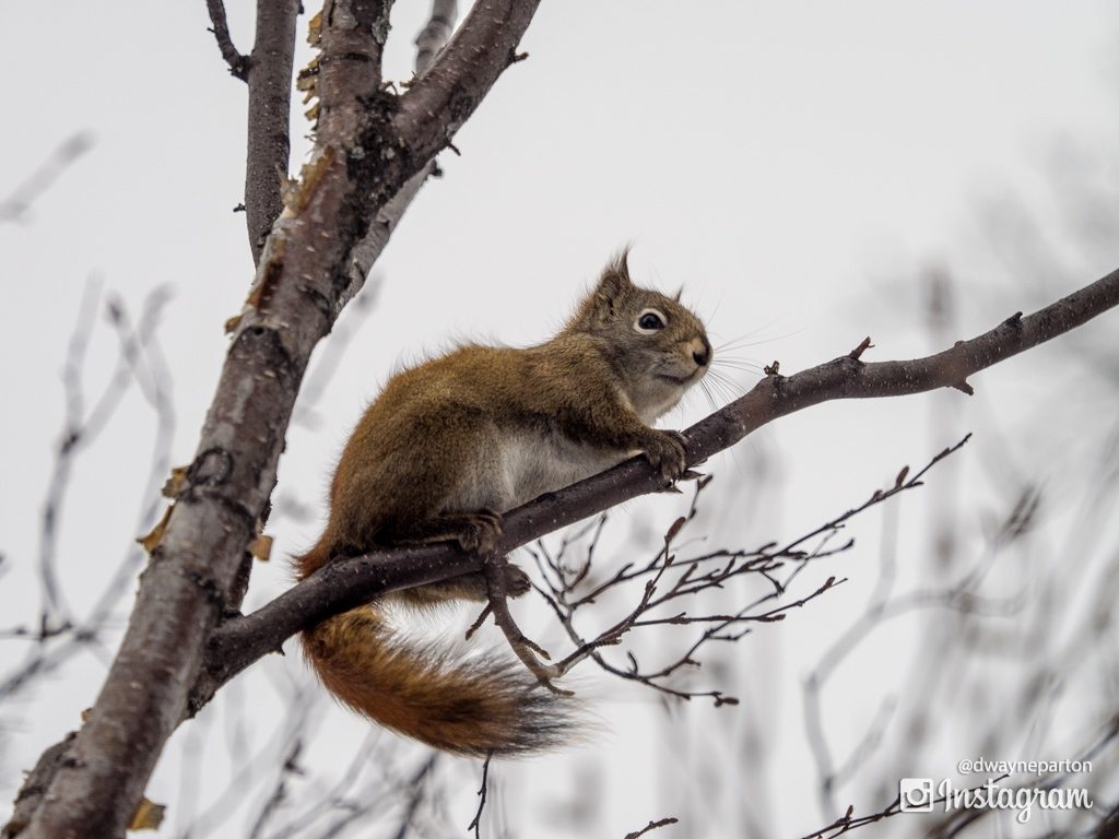 Squirrel Along Trail