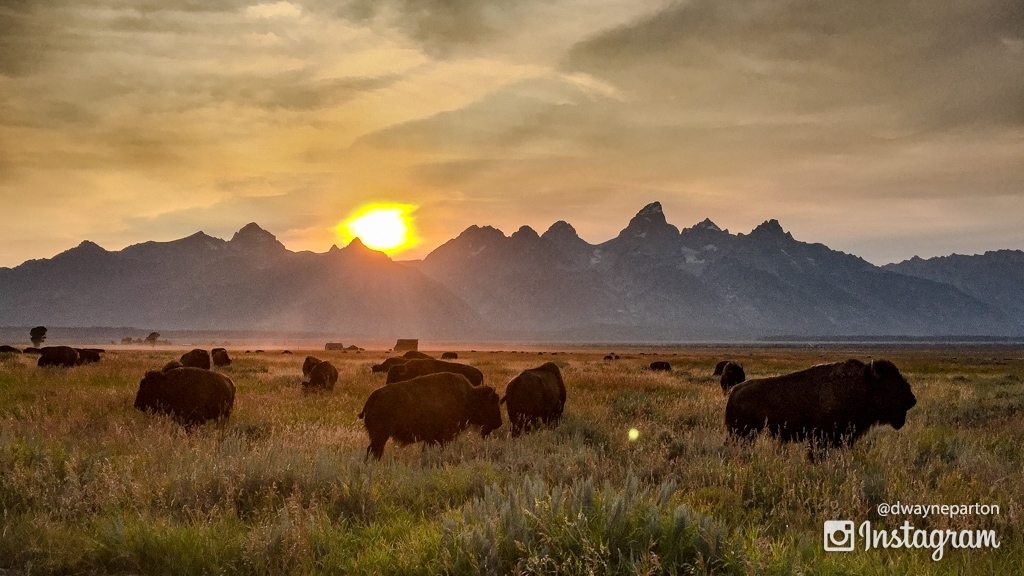 buffalo_in_the_grand_tetons