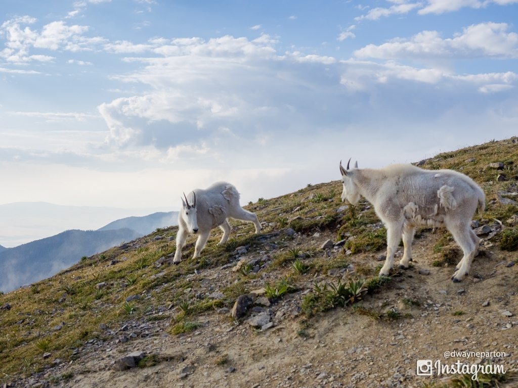 A hike up Sacajawea Peak Left me surrounded by clouds and mountain goats