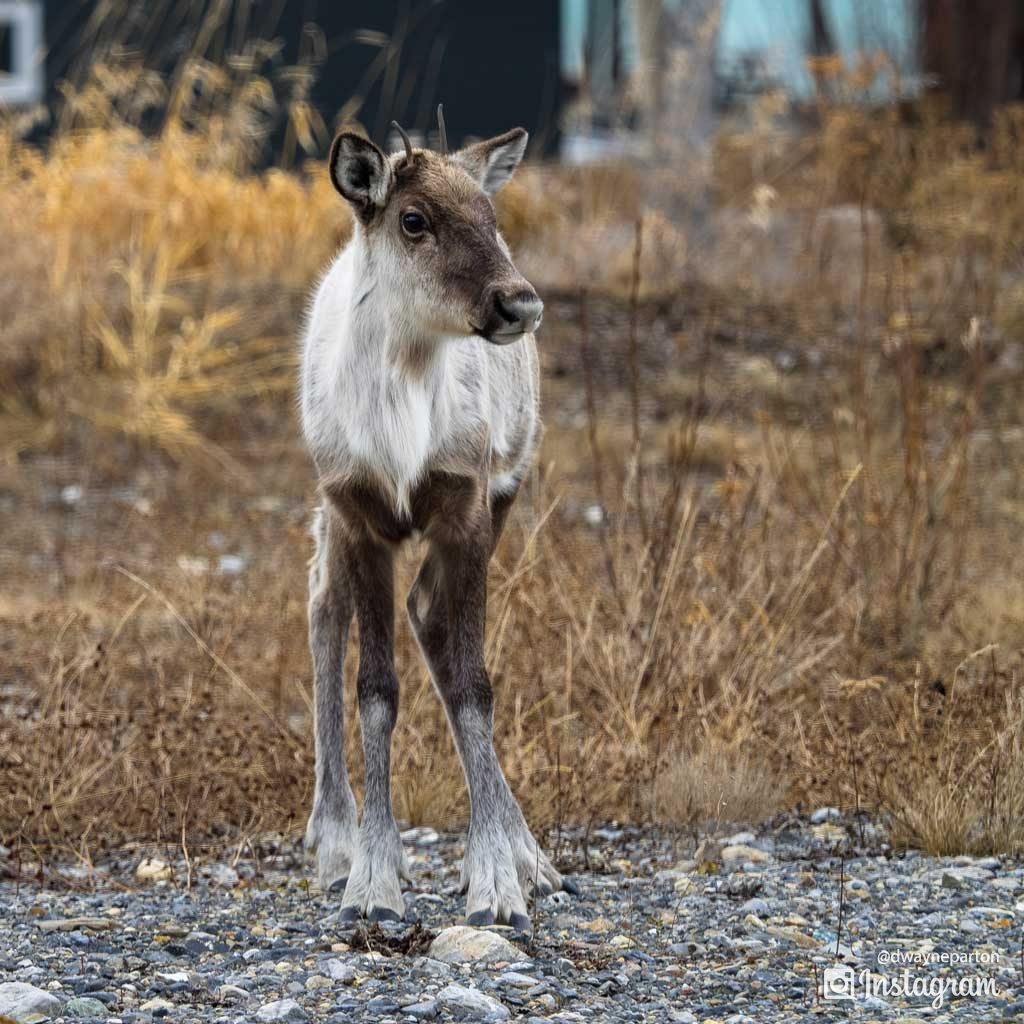 baby_caribou_at_muncho_lake_canada