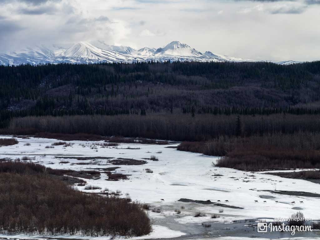 caribou_crossing_alaska