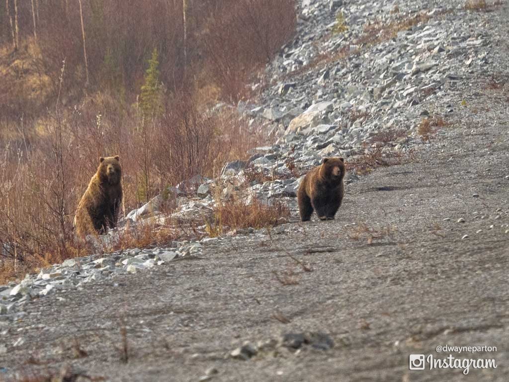 grizzleys_on_the_alaskan_highway