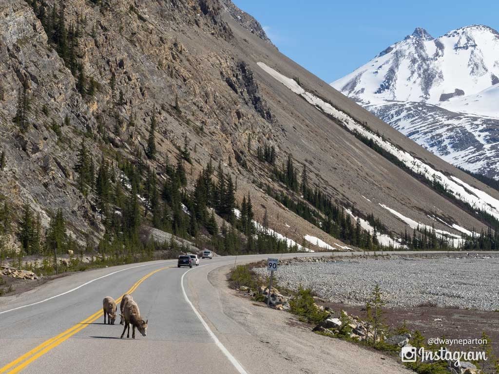 sheep_in_the_road_jasper_national_park